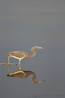 30450 - Tricolor Heron