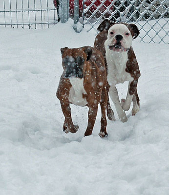 snow-dogs-053.jpg