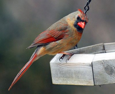 Birds-045-copy.jpg