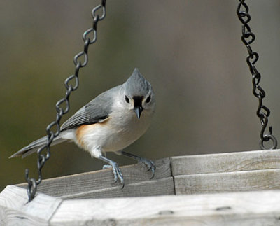 birds-dog-006.jpg