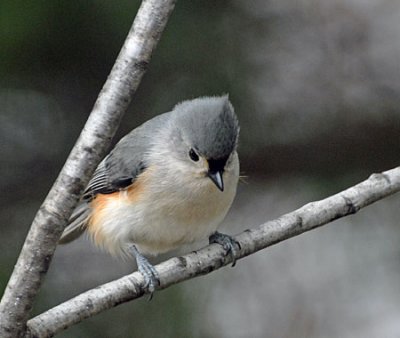 birds-dog-021.jpg
