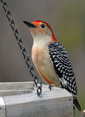 birds-dog-047.jpg