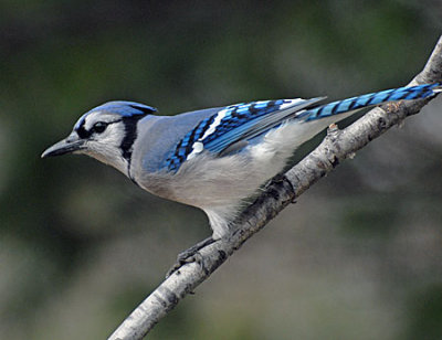 birds-dog-057.jpg