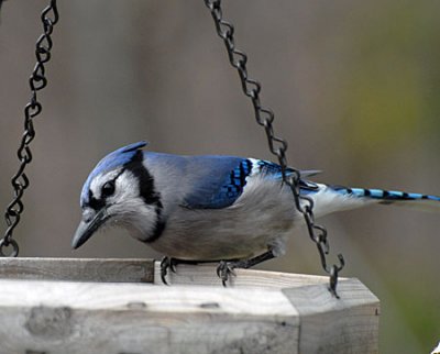 birds-dog-060.jpg