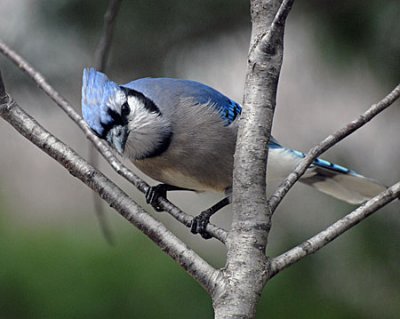 birds-dog-061.jpg