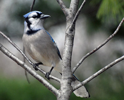 birds-dog-064.jpg
