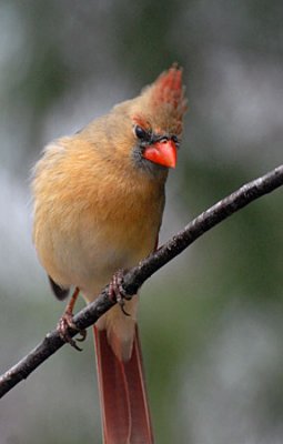 birds-dog-067.jpg