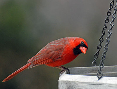 birds-dog-072.jpg