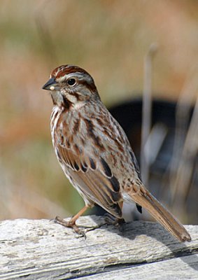 more-birds-011.jpg