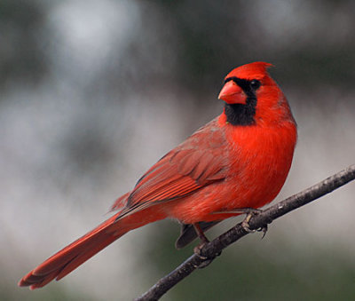 more-birds-019.jpg