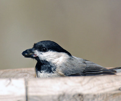 Misc bird album