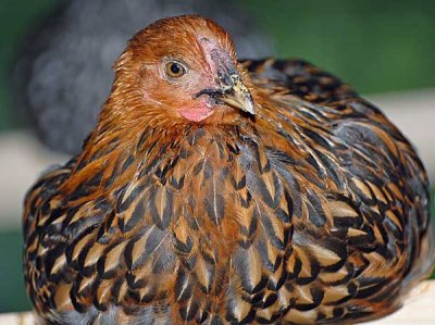 today-chickens-030-copy.jpg