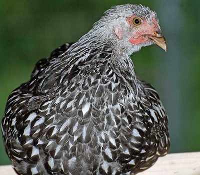 today-chickens-034-copy.jpg