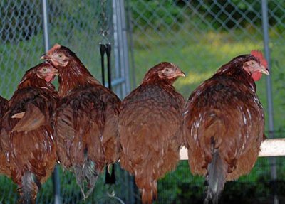today-chickens-012-copy.jpg