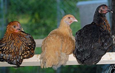 today-chickens-014-copy.jpg