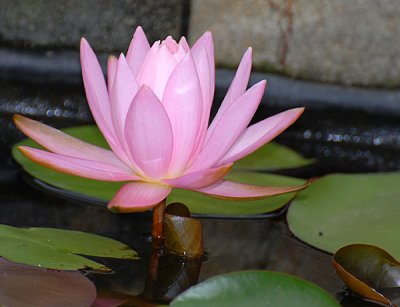 flowers_one