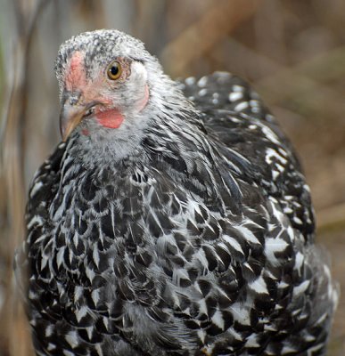 more_chickens