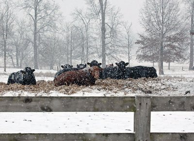 cows.jpg