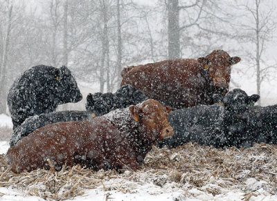 cows-2.jpg