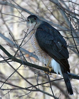 February-14-08-hawk-001-22.jpg