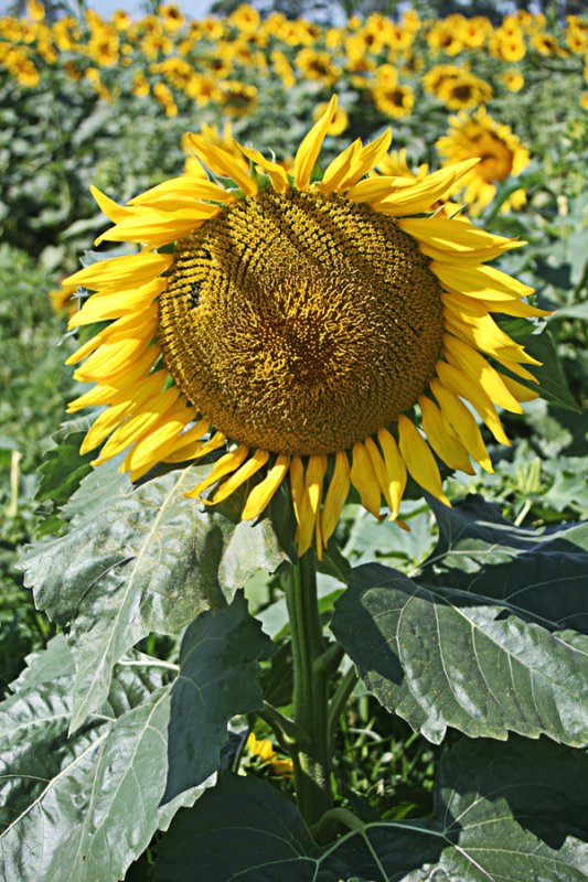 sunflower7.jpg