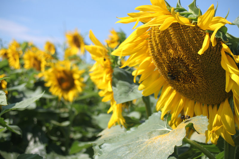 sunflower8.jpg