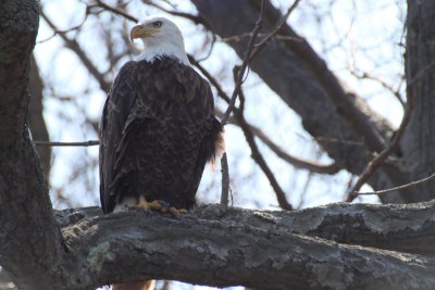 Wildlife - Birds