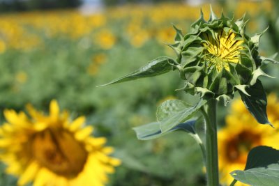 sunflower2.jpg