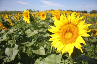 sunflower4.jpg