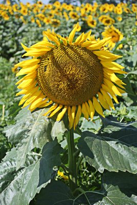 sunflower7.jpg