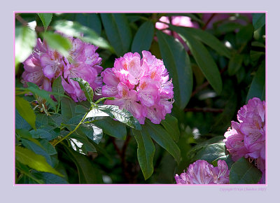  Rhodedendron