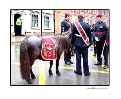  The brigade mascot, Shetland Pony 