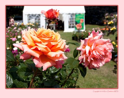Colchester Rose Show
