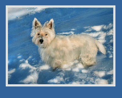 Oscar in the Snow XXjpg.jpg