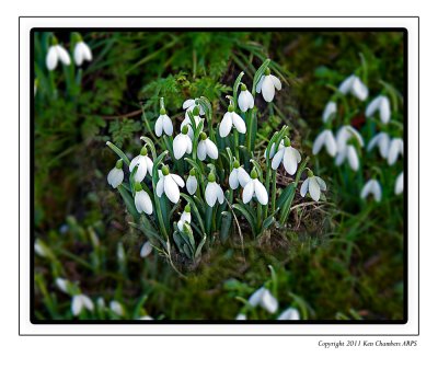 Snowdrops- First sign of Spring.