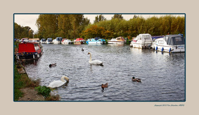 Autumn,  the Ducks & Swans have the river to themselves 