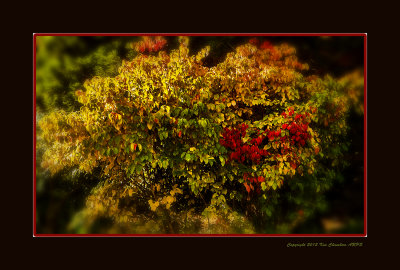 Autumn Serenade