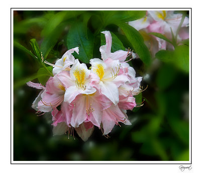 IMG_5774 X.jpg