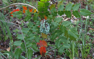 P3235540a.jpg