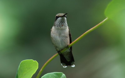 Ruby-throated hummingbirds