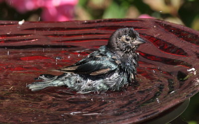 Back Yard Birds - 2009
