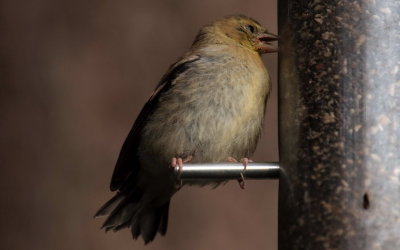 American Goldfinch