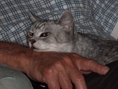 Sassy born: March 1994 - died: July 11th, 2010