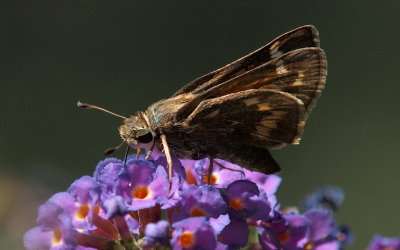 2010 local flora in coastal New Jersey