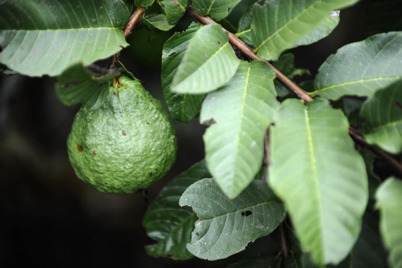Guava