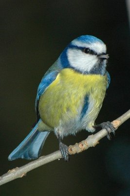 Msange bleue (Parus Caerulus) Blue tit