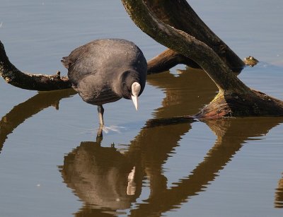 Foulque macroule (Fulica atra) Coot