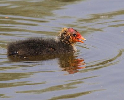 Foulque macroule (Fulica atra) Coot