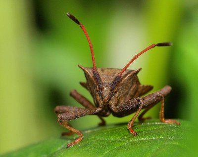 Les Insectes divers