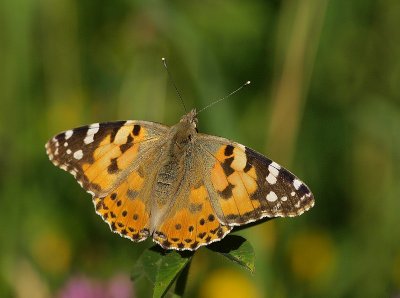 Papillons d'Europe-European Butterfly